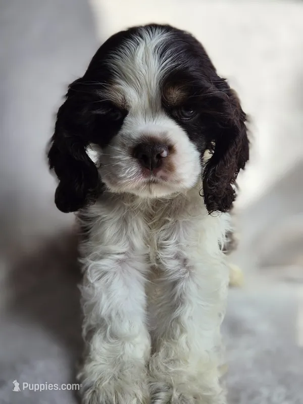 Green (AKC) – Cocker Spaniel puppy for sale in Tulsa, OK
