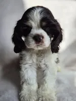 Green (AKC), a male Cocker Spaniel for sale in Tulsa, OK – 1 of 5