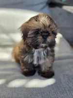 Sally, a female Shih Tzu for sale in Jenks, OK – 3 of 3