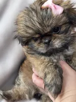 Cruz, a female Shih Tzu for sale in Jenks, OK – 2 of 5