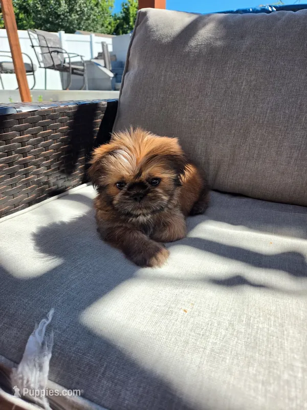 McQueen – Shih Tzu puppy for sale in Jenks, OK