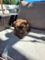 McQueen, a male Shih Tzu for sale in Jenks, OK – 1 of 2