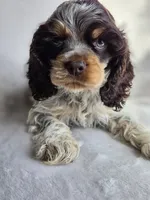 Blue (AKC), a male Cocker Spaniel for sale in Tulsa, OK – 3 of 4