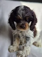 Blue (AKC), a male Cocker Spaniel for sale in Tulsa, OK – 4 of 4