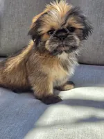 McQueen, a male Shih Tzu for sale in Jenks, OK – 2 of 2