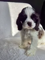 Yellow (AKC), a male Cocker Spaniel for sale in Tulsa, OK – 2 of 5