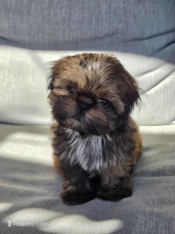 Sally – Shih Tzu puppy for sale in Jenks, OK