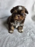 Twix (AKC), a female Shih Tzu for sale in Tulsa, OK – 2 of 5