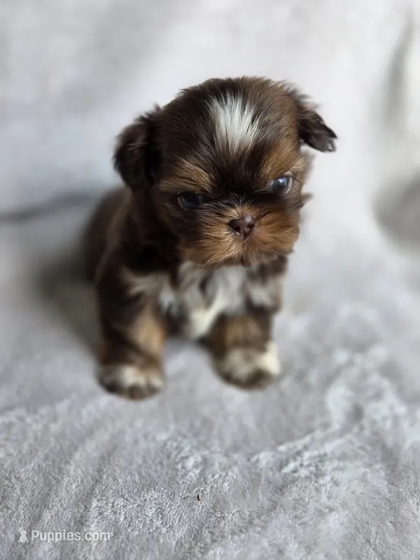 Twix (AKC) – Shih Tzu puppy for sale in Tulsa, OK