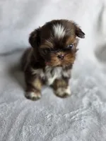 Twix (AKC), a female Shih Tzu for sale in Tulsa, OK – 1 of 5