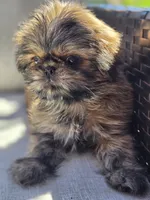Cruz, a female Shih Tzu for sale in Jenks, OK – 5 of 5