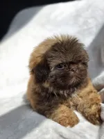 Lou Lou (AKC), a male Shih Tzu for sale in Tulsa, OK – 3 of 7
