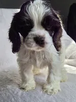 Yellow (AKC), a male Cocker Spaniel for sale in Tulsa, OK – 5 of 5