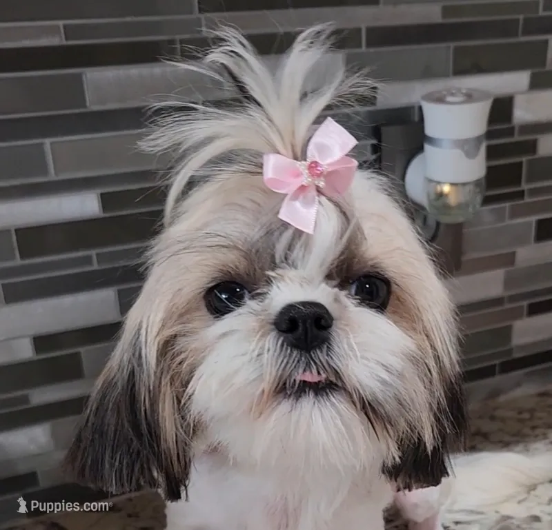 Maple – Shih Tzu puppy for sale in Jenks, OK