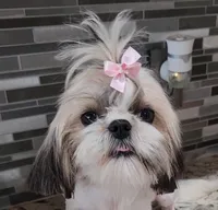 Maple, a female Shih Tzu for sale in Jenks, OK – 1 of 1