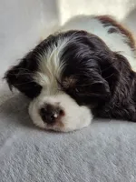 Green (AKC), a male Cocker Spaniel for sale in Tulsa, OK – 2 of 5