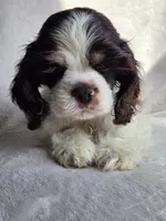 Green (AKC), a male Cocker Spaniel for sale in Tulsa, OK – 3 of 5