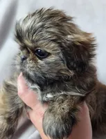 Cruz, a female Shih Tzu for sale in Jenks, OK – 3 of 5