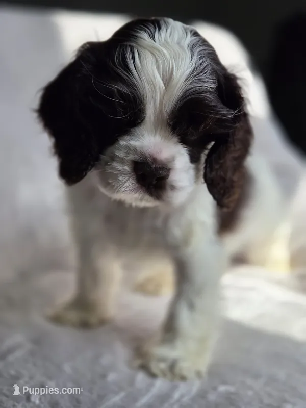 Yellow (AKC) – Cocker Spaniel puppy for sale in Tulsa, OK
