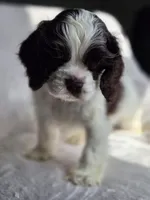 Yellow (AKC), a male Cocker Spaniel for sale in Tulsa, OK – 1 of 5