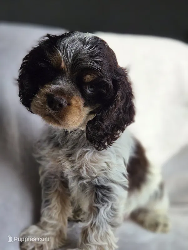 Blue (AKC) – Cocker Spaniel puppy for sale in Tulsa, OK
