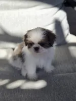 Mater, a male Shih Tzu for sale in Jenks, OK – 3 of 3