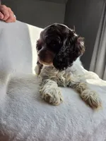 Blue (AKC), a male Cocker Spaniel for sale in Tulsa, OK – 2 of 4