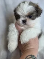 Mater, a male Shih Tzu for sale in Jenks, OK – 2 of 3
