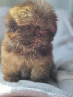 Lou Lou (AKC), a male Shih Tzu for sale in Tulsa, OK – 6 of 7