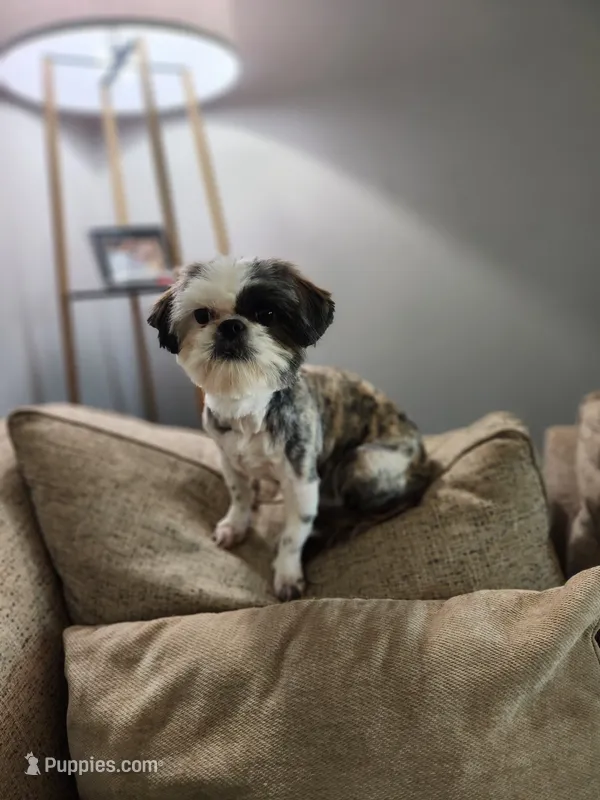Bella – Shih Tzu puppy for sale in Jenks, OK