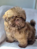 Lou Lou (AKC), a male Shih Tzu for sale in Tulsa, OK – 7 of 7