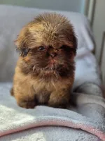 Lou Lou (AKC), a male Shih Tzu for sale in Tulsa, OK – 1 of 7
