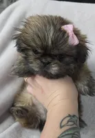 Cruz, a female Shih Tzu for sale in Jenks, OK – 1 of 5