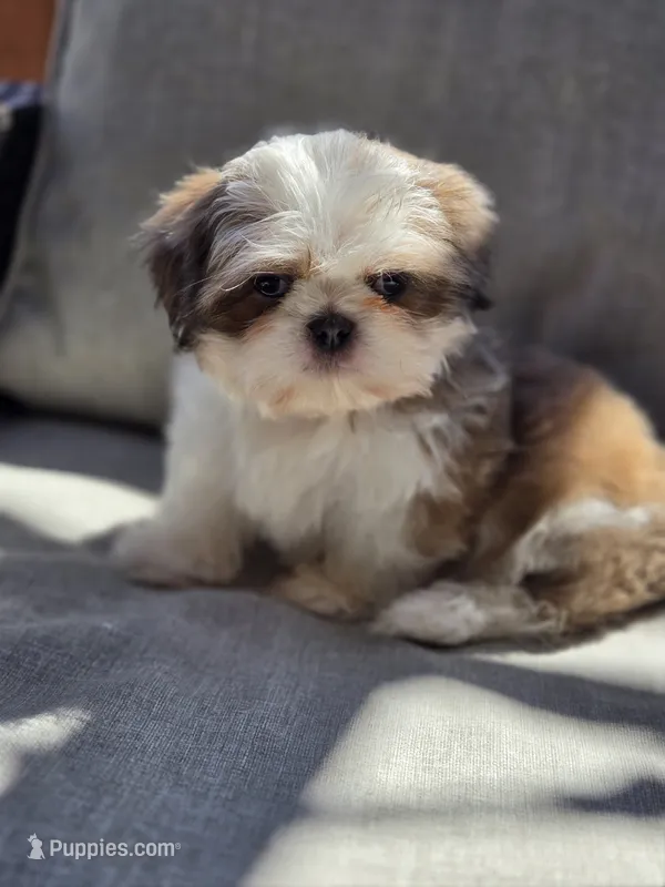Mack – Shih Tzu puppy for sale in Jenks, OK