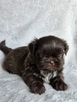 Reese (AKC), a male Shih Tzu for sale in Tulsa, OK – 4 of 4