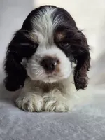 Green (AKC), a male Cocker Spaniel for sale in Tulsa, OK – 5 of 5