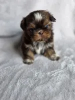 Twix (AKC), a female Shih Tzu for sale in Tulsa, OK – 5 of 5