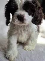 Yellow (AKC), a male Cocker Spaniel for sale in Tulsa, OK – 3 of 5
