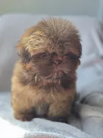 Lou Lou (AKC), a male Shih Tzu for sale in Tulsa, OK – 5 of 7