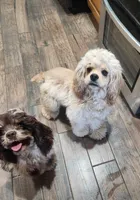 AKC Champion Lines, a male Cocker Spaniel for sale in Tulsa, OK – Photo 5 of 5