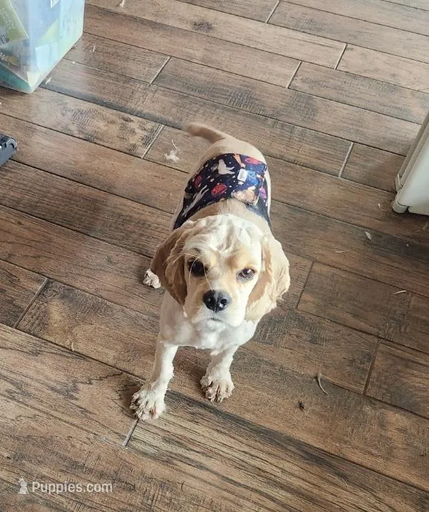 AKC Champion Lines – Cocker Spaniel puppy for sale in Tulsa, OK