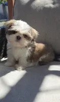 Mack, a male Shih Tzu for sale in Jenks, OK – 2 of 2