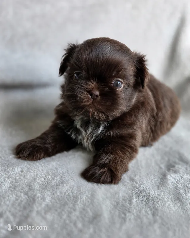 Reese (AKC) – Shih Tzu puppy for sale in Tulsa, OK