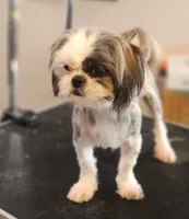 Bella, a female Shih Tzu for sale in Jenks, OK – 2 of 3