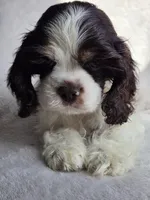 Green (AKC), a male Cocker Spaniel for sale in Tulsa, OK – 4 of 5
