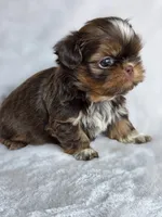 Twix (AKC), a female Shih Tzu for sale in Tulsa, OK – 3 of 5