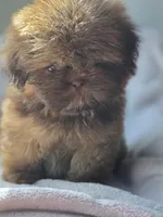 Lou Lou (AKC), a male Shih Tzu for sale in Tulsa, OK – 2 of 7