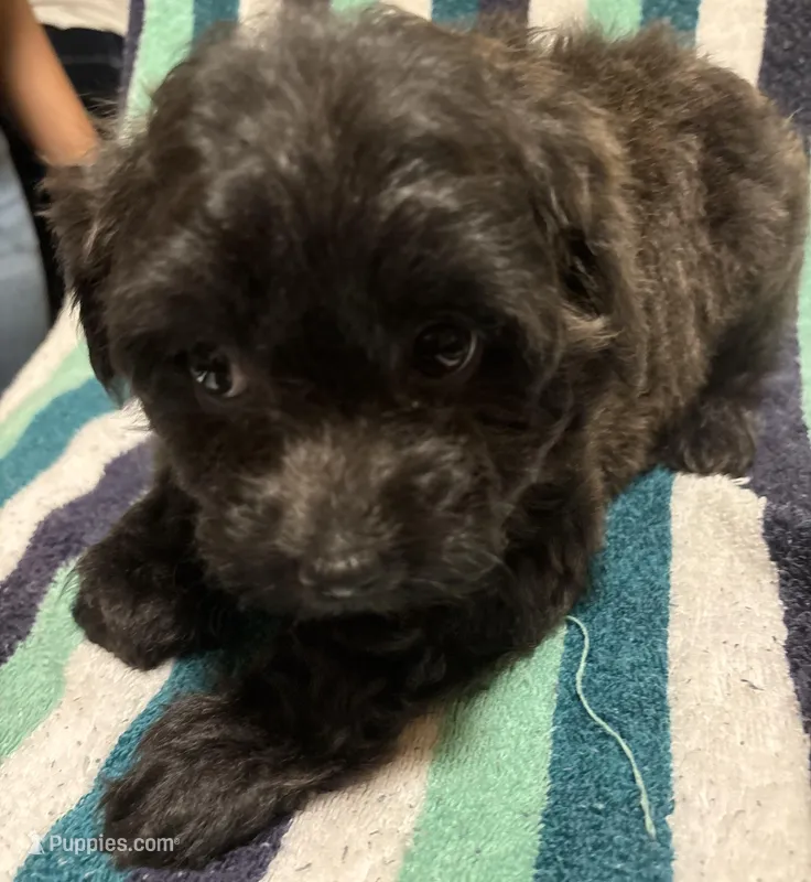 Layla – Shih Tzu, Poodle - Miniature  puppy for sale in Henrico, VA