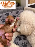 Canelo, a male Miniature Goldendoodle for sale in Mcallen, TX – 2 of 3