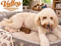 Blondie, a female Miniature Goldendoodle for sale in Mcallen, TX – 3 of 4